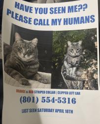Lost Male Cat last seen Near e Scott Ave , South Salt Lake, UT 84115