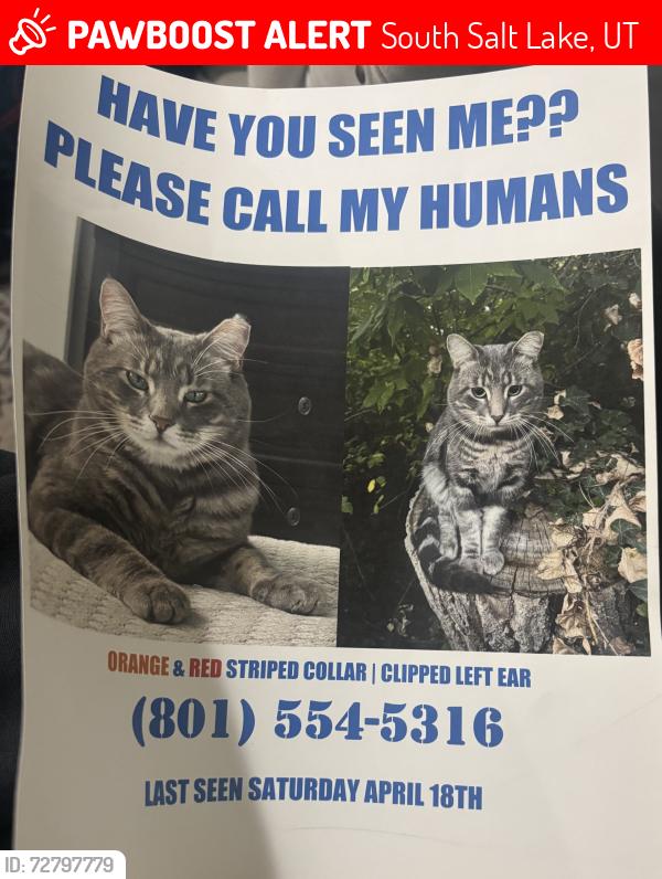Lost Male Cat last seen Near e Scott Ave , South Salt Lake, UT 84115