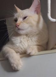 Lost Male Cat last seen School st, Georgetown, CA 95634