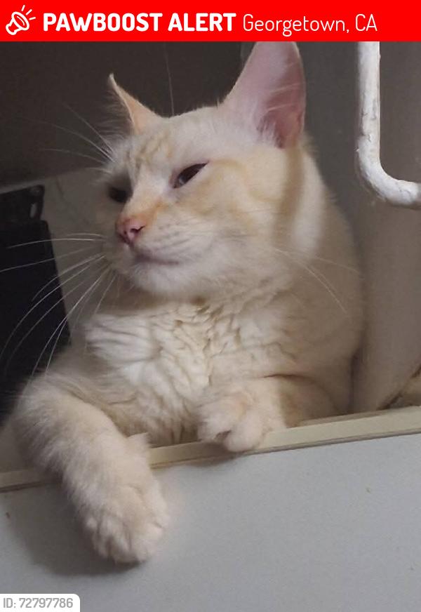Lost Male Cat last seen School st, Georgetown, CA 95634