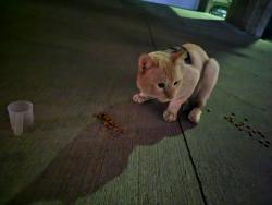 Found/Stray Unknown Cat last seen 561e 600s, Salt Lake City, UT 84102