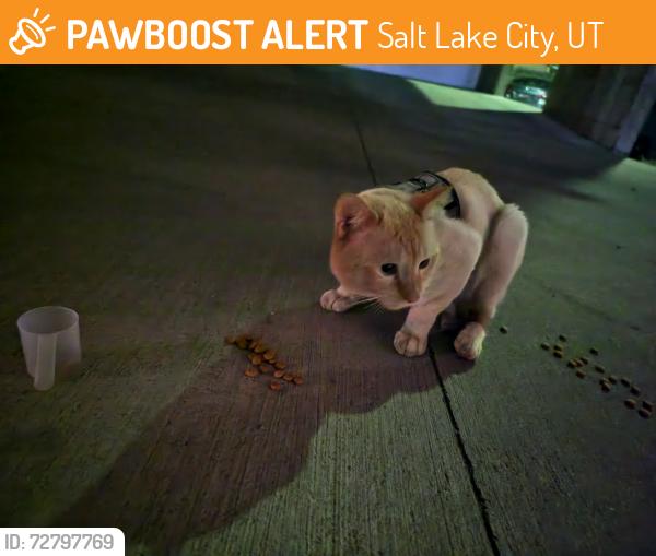 Found/Stray Unknown Cat last seen 561e 600s, Salt Lake City, UT 84102