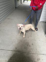 Found/Stray Male Dog last seen Gresham, Portland, OR 97232