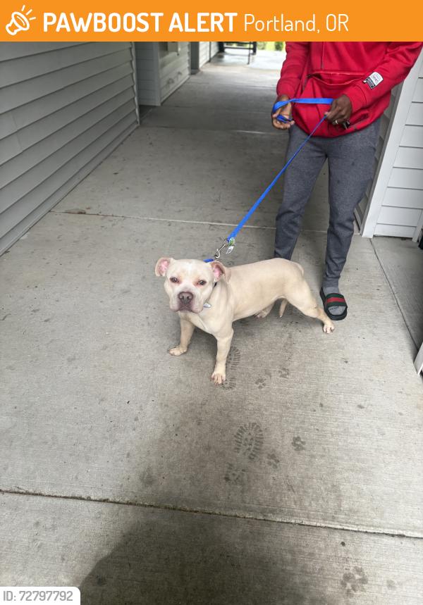 Found/Stray Male Dog last seen Gresham, Portland, OR 97232