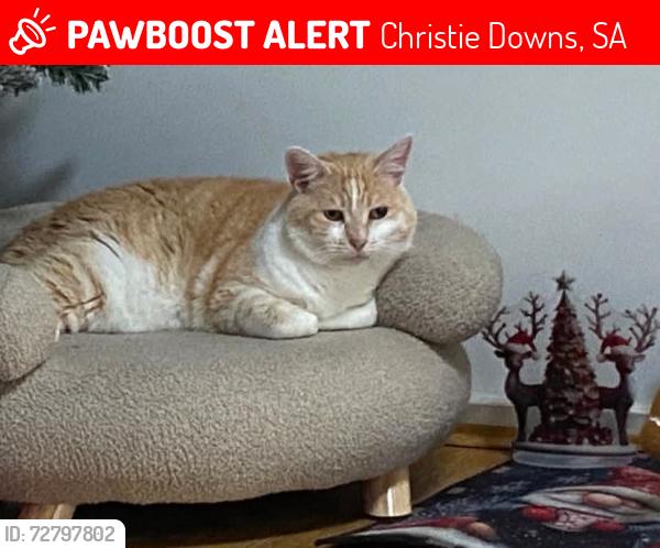 Lost Male Cat last seen Finian road Christie downs, Christie Downs, SA 5164