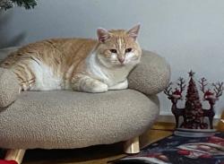 Lost Male Cat last seen Finian road Christie downs, Christie Downs, SA 5164