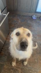 Lost Female Dog last seen Ardrossan , Ardrossan, AB T8E 2A2