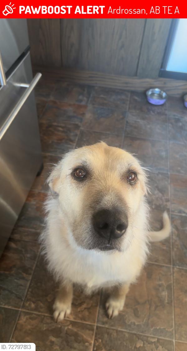 Lost Female Dog last seen Ardrossan , Ardrossan, AB T8E 2A2
