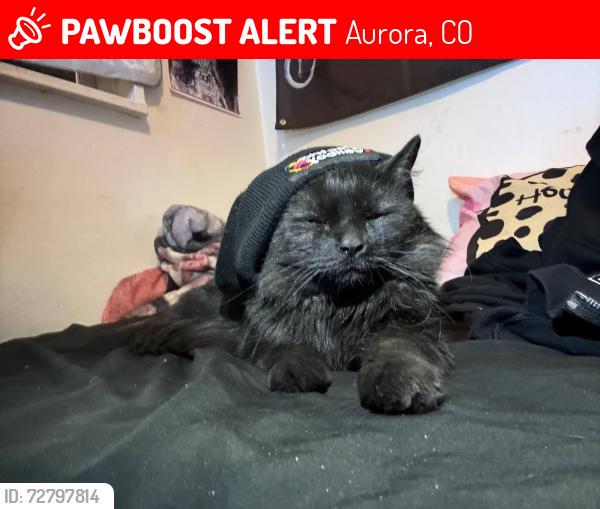 Lost Male Cat last seen 24th and Kingston street, Aurora, CO 80010