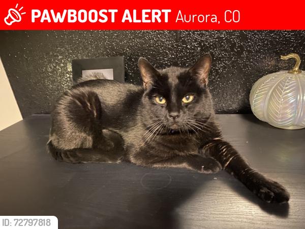 Lost Male Cat last seen Bates dr and Tower, Aurora, CO 80013
