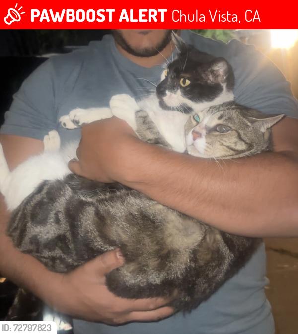 Lost Male Cat last seen Vista Coronado drive , Chula Vista, CA 91910