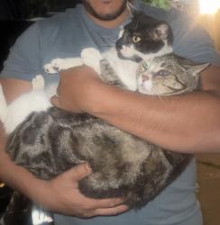 Lost Male Cat last seen Vista Coronado drive , Chula Vista, CA 91910