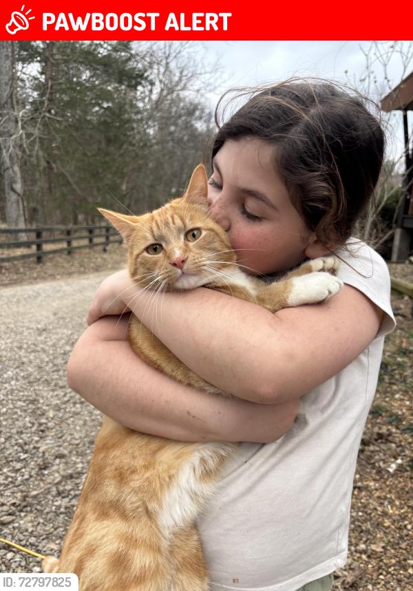 Lost Male Cat last seen Del Thomas rd & paw paw springs, Rutherford County, TN 37014