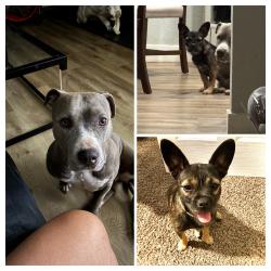 Lost Female Dog last seen Cactus and Randall , Rialto, CA 92376