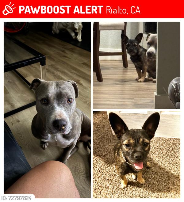 Lost Female Dog last seen Cactus and Randall , Rialto, CA 92376