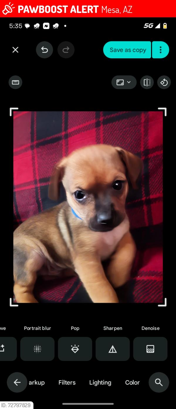 Lost Male Dog last seen Broadway and Alma School rd, Mesa, AZ 85210