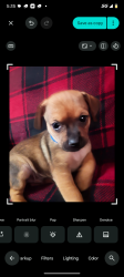 Lost Male Dog last seen Broadway and Alma School rd, Mesa, AZ 85210