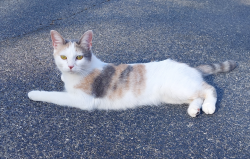 Lost Female Cat last seen Cusick Cir, Hwy 11, Lenoir City, Lenoir City, TN 37772