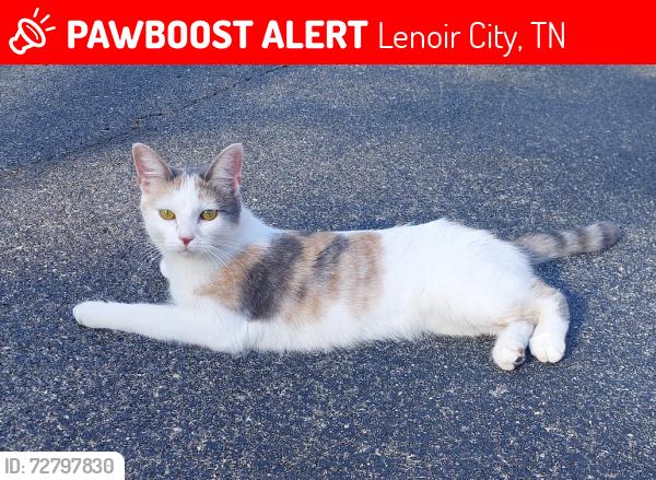 Lost Female Cat last seen Cusick Cir, Hwy 11, Lenoir City, Lenoir City, TN 37772