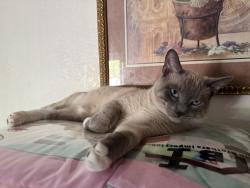 Lost Male Cat last seen East dr & Nita , Vista, CA 92083