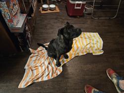 Found/Stray Male Dog last seen Bowens Crossing, San Antonio, TX 78250
