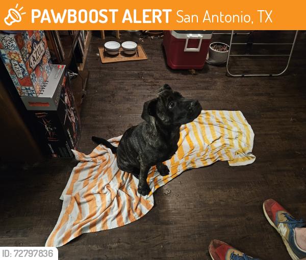 Found/Stray Male Dog last seen Bowens Crossing, San Antonio, TX 78250