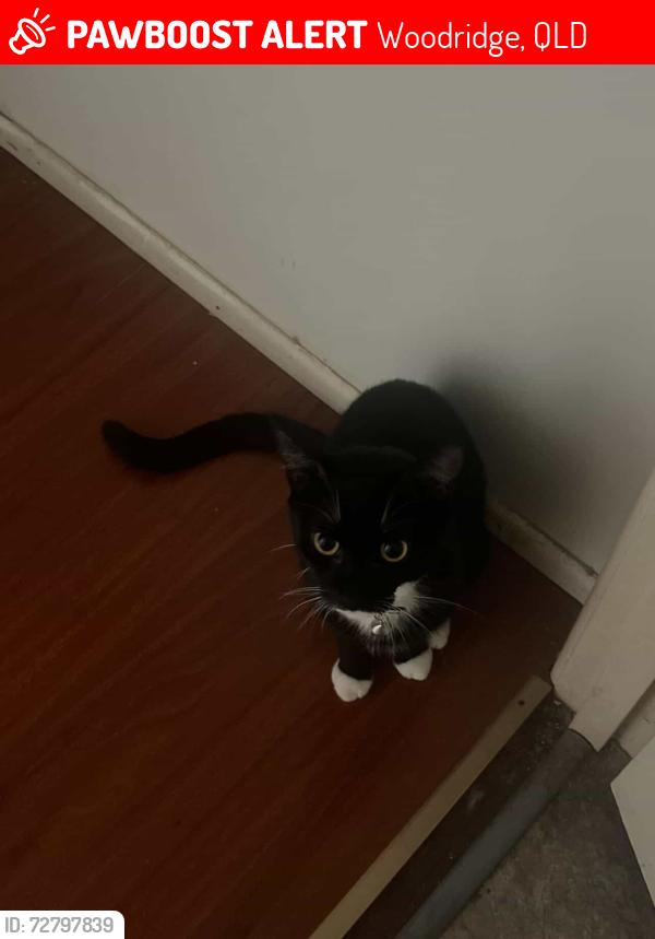Lost Female Cat last seen Woodridge, Woodridge, QLD 4114