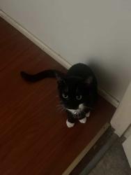 Lost Female Cat last seen Woodridge, Woodridge, QLD 4114