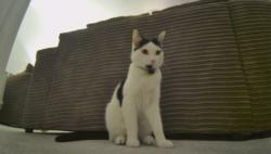 Lost Male Cat last seen Sainsburys , Desborough, England NN14 2AR