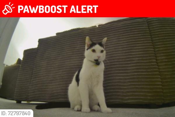 Lost Male Cat last seen Sainsburys, Desborough, England NN14 2AR
