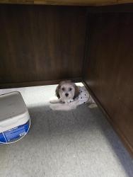 Lost Male Dog last seen Near Wrigley way , Saginaw, TX 76179