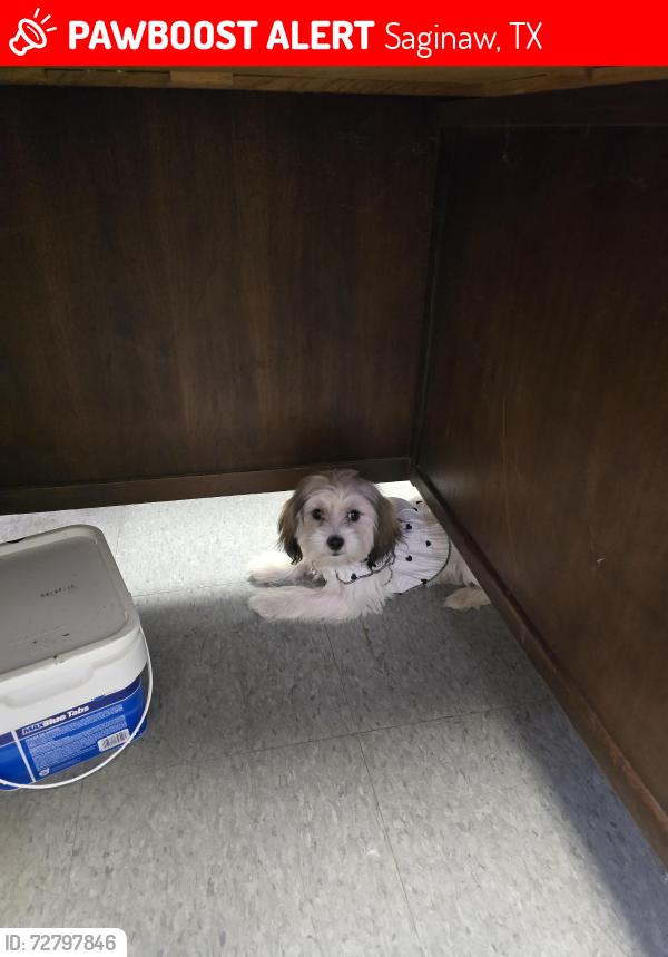 Lost Male Dog last seen Near Wrigley way , Saginaw, TX 76179