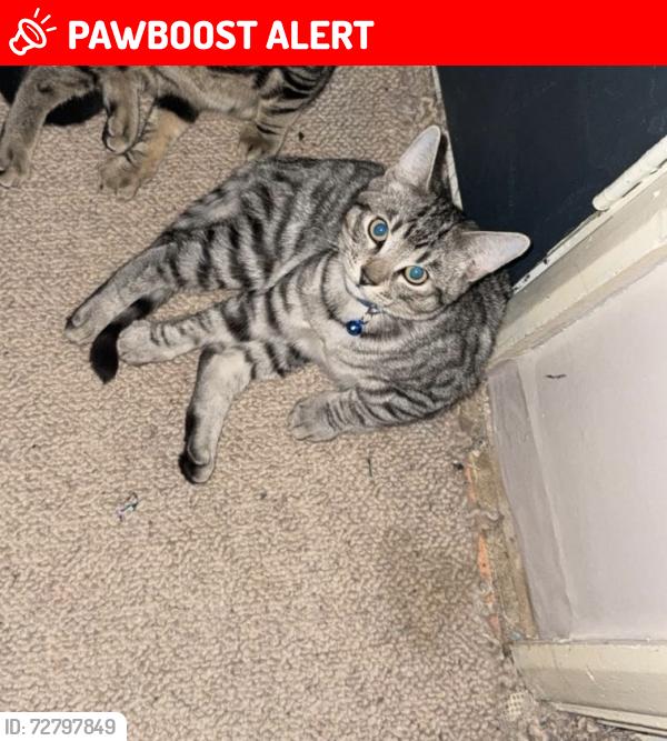 Lost Male Cat last seen Renown , under the underpass, Shoeburyness, England SS3