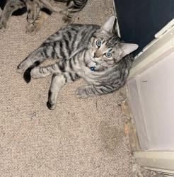 Lost Male Cat last seen Renown , under the underpass, Shoeburyness, England SS3