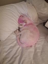 Lost Female Dog last seen Marina vista and estudullo st, Martinez, CA 94553
