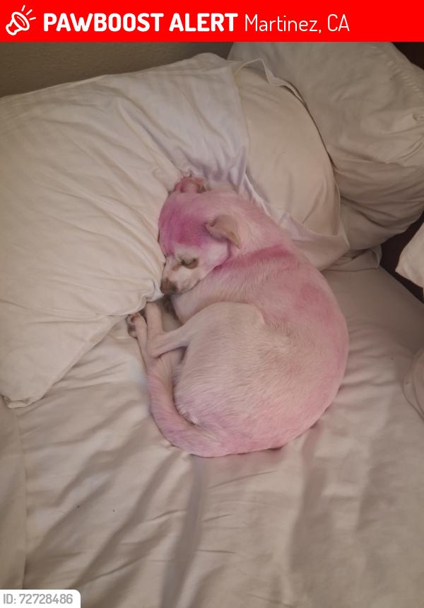 Lost Female Dog last seen Marina vista and estudullo st, Martinez, CA 94553