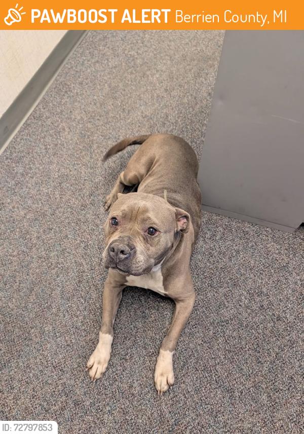 Found/Stray Female Dog last seen Meadowbrook, Berrien County, MI 49022