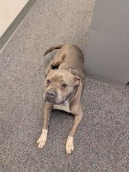 Found/Stray Female Dog last seen Meadowbrook, Berrien County, MI 49022