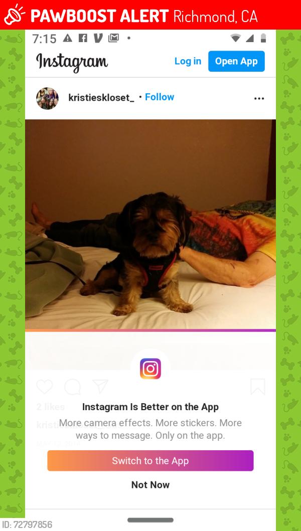 Lost Male Dog last seen Bus stop, Richmond, CA 94808