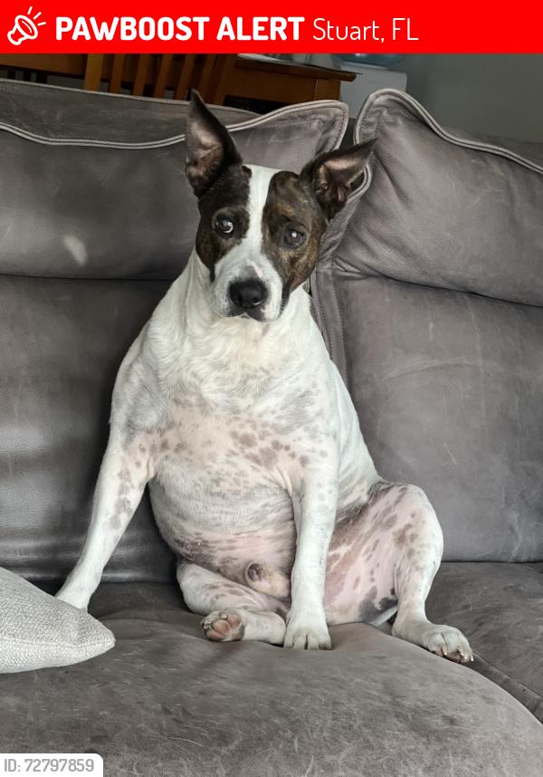 Lost Male Dog last seen SW Willoughby Blvd, Stuart, FL 34994