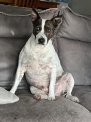 Lost Male Dog last seen SW Willoughby Blvd, Stuart, FL 34994