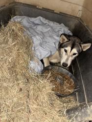 Lost Female Dog last seen River rd, Goss, MS 39429