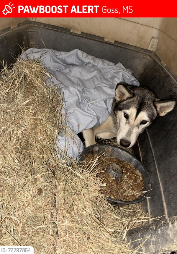 Lost Female Dog last seen River rd, Goss, MS 39429