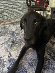 Lost Female Dog last seen Deltona and Elgin , Spring Hill, FL 34608
