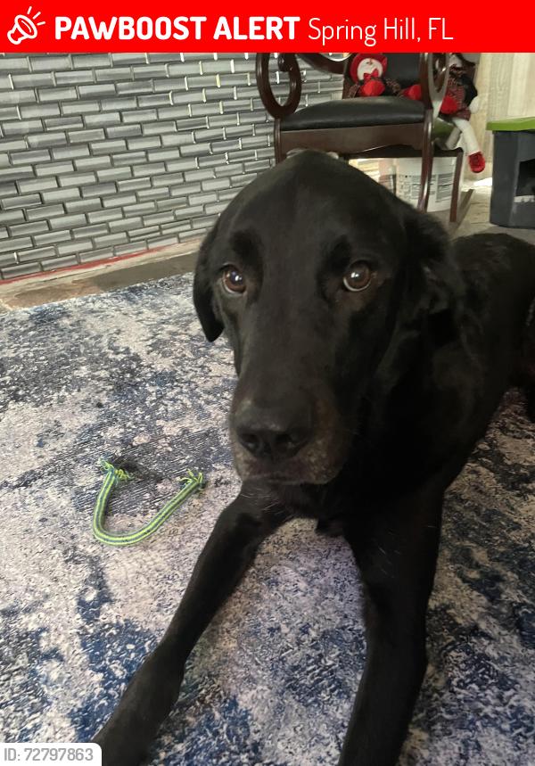 Lost Female Dog last seen Deltona and Elgin , Spring Hill, FL 34608