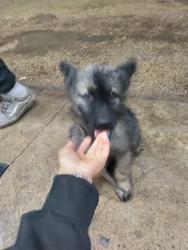 Found/Stray Male Dog last seen Division, San Antonio, TX 78214
