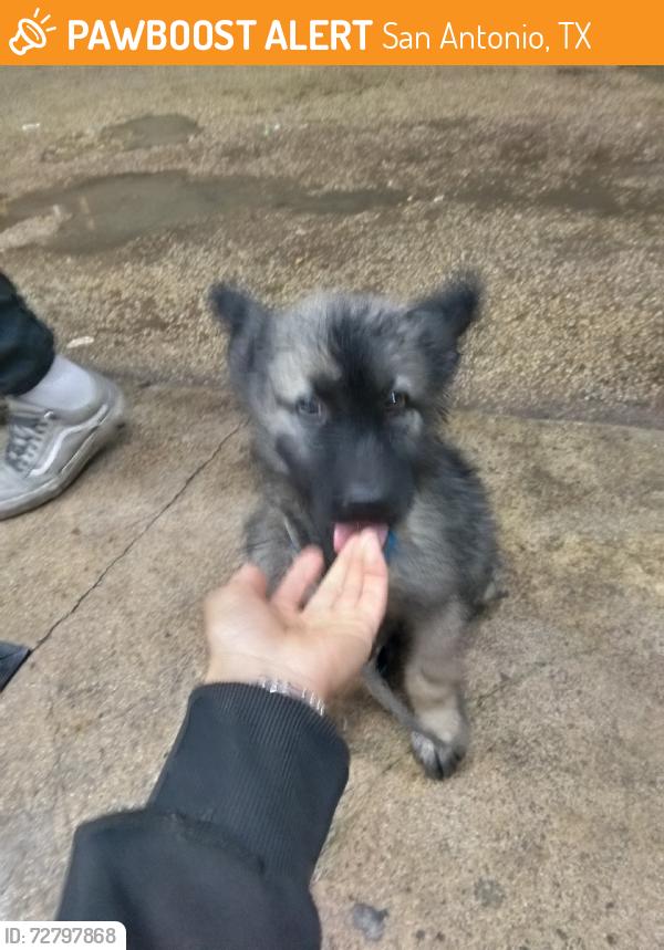 Found/Stray Male Dog last seen Division, San Antonio, TX 78214