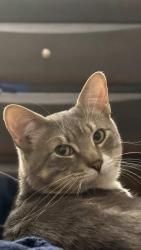 Lost Male Cat last seen Near my hse 116 Sunset Ol, Palisades Park, NJ 07650