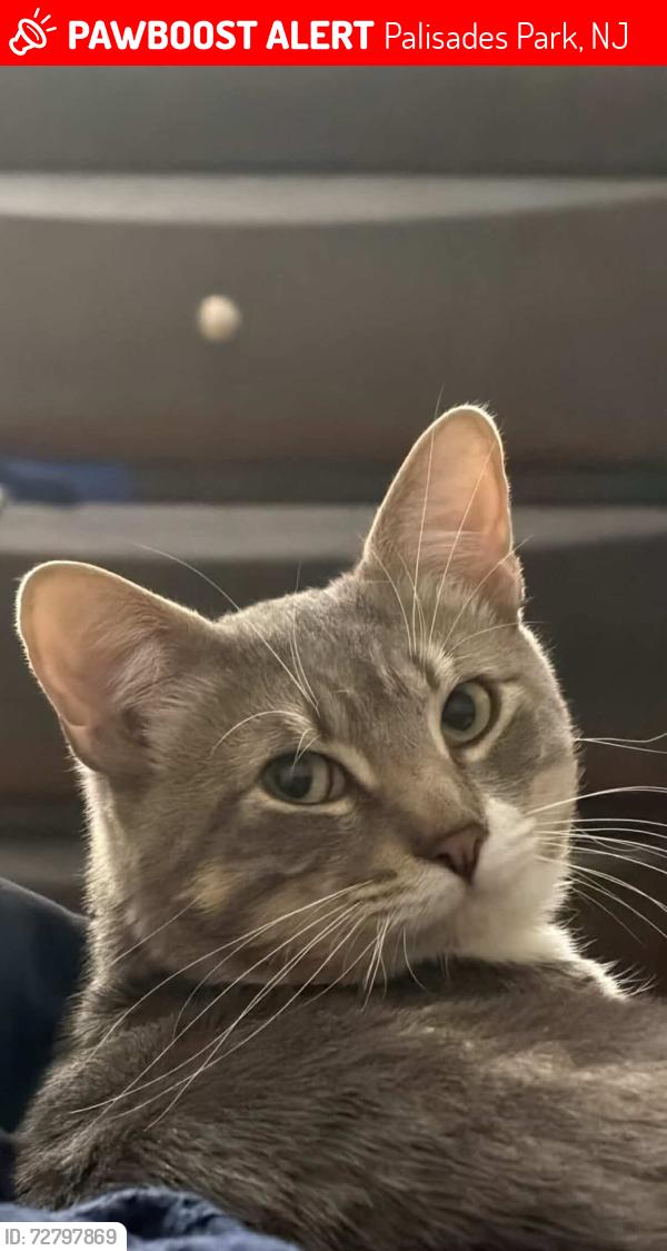 Lost Male Cat last seen Near my hse 116 Sunset Ol, Palisades Park, NJ 07650