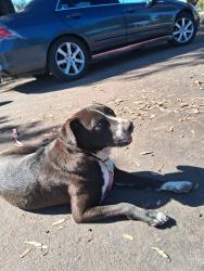 Lost Female Dog last seen At the end of Dixieanne Ave by Swanson light rail station, Sacramento, CA 95815